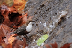 Wasseramsel Marktplatz Pfullingen