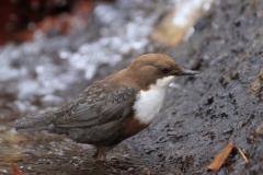 Wasseramsel Marktplatz Pfullingen