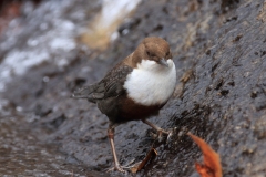 Wasseramsel Marktplatz Pfullingen