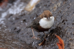 Wasseramsel Marktplatz Pfullingen