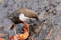 Wasseramsel Marktplatz Pfullingen