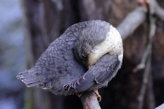 Wasseramsel