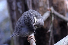 Wasseramsel