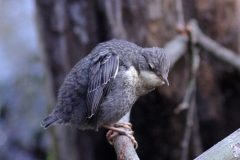 Wasseramsel