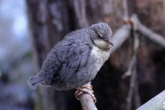 Wasseramsel