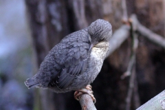 Wasseramsel