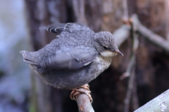 Wasseramsel