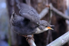 Wasseramsel