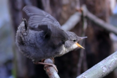 Wasseramsel