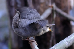 Wasseramsel