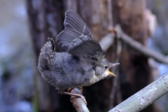 Wasseramsel