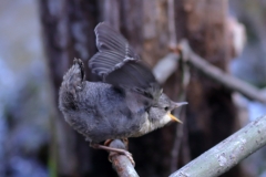 Wasseramsel