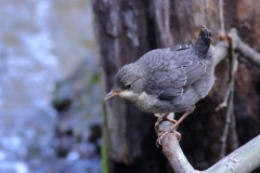 Wasseramsel