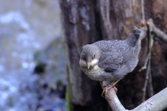 Wasseramsel