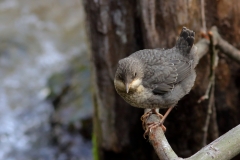 Wasseramsel