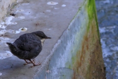 Wasseramsel