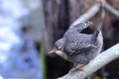 Wasseramsel