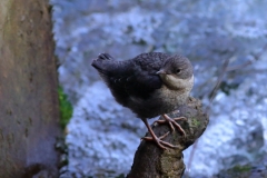 Wasseramsel