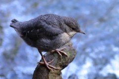 Wasseramsel