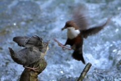Wasseramsel