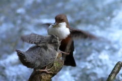 Wasseramsel