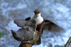 Wasseramsel
