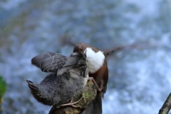 Wasseramsel