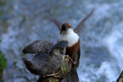 Wasseramsel