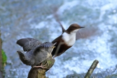 Wasseramsel