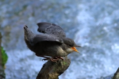 Wasseramsel