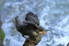 Wasseramsel