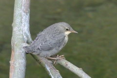 Wasseramsel