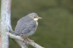 Wasseramsel