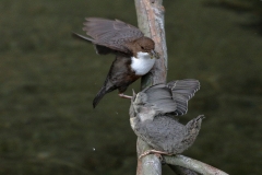 Wasseramsel