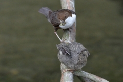 Wasseramsel
