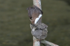 Wasseramsel