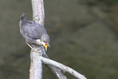 Wasseramsel