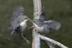 Wasseramsel