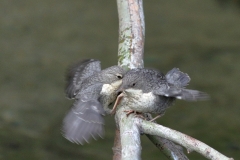 Wasseramsel