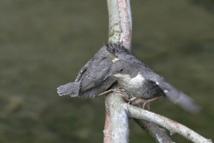 Wasseramsel