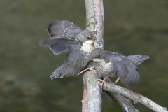 Wasseramsel