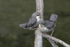 Wasseramsel