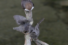 Wasseramsel