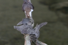 Wasseramsel