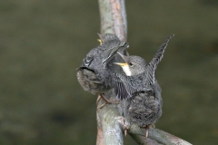 Wasseramsel