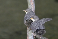 Wasseramsel