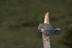 Wasseramsel
