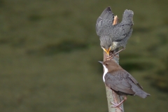 Wasseramsel