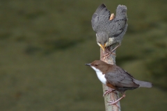 Wasseramsel