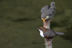 Wasseramsel